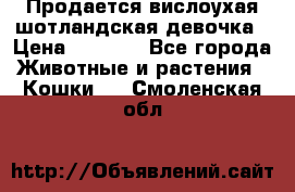 Продается вислоухая шотландская девочка › Цена ­ 8 500 - Все города Животные и растения » Кошки   . Смоленская обл.